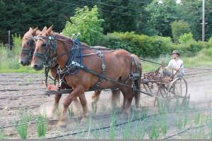 Horses help lead the way at Vashon’s Northbourne Farm