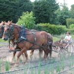 Horses help lead the way at Vashon’s Northbourne Farm