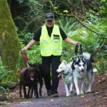 B-Town Busy Tails&rsquo; Jamie Jackson walks dogs down a trail on Vashon. (Courtesy Photo)