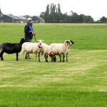 Respected island dog trainer competes in World Sheepdog Trials