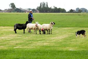 Respected island dog trainer competes in World Sheepdog Trials