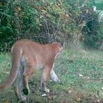 Vashon cougar killed after year on island