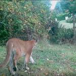The island&rsquo;s cougar captured earlier this year by a camera that is part of the Vashon Nature Center&rsquo;s WildCam network. (Vashon nature Center Photo)