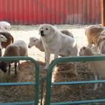 Maggie McClure&rsquo;s livestock guardian dogs Zorro, rear, and Eddie, center, live with the sheep and help keep them safe from predators. (Susan Riemer/Staff photo)