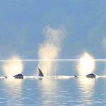 Welcome, rain and wildlife: Glad to say goodbye to smoky, hot summer