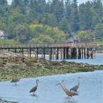 A scattering of great blue herons feeding at Tramp Harbor this summer. (Jim Diers Photo)                                Birders and commuters alike reported seeing as many as a dozen birds at a time spaced out along the Tramp Harbor shoreline at low tide throughout the late summer. Vashon Audubon&rsquo;s Harsi and Ezra Parker, who guide the monthly field trips, report that most of the herons were juvenile birds. They note that, &ldquo;it&rsquo;s difficult to know for certain whether there were actually more herons present on Vashon than in previous summers, or if there was just an unusually abundant food source, which attracted many birds to the same small feeding area.&rdquo;                                There were once large communal nesting sites, known as rookeries or heronries, on Vashon, but the birds stopped breeding here after bald eagles destroyed their nests. The Parkers said it&rsquo;s plausible that the herons could be breeding here again, but their conspicuously large nests have yet to be discovered or verified. There are many confirmed rookeries in nearby locations throughout the Puget Sound area, and it&rsquo;s more likely the young birds came here seeking food.