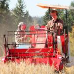 Brewer, farmer grow barley on Vashon