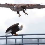 Audubon releases new calendar, will show images Friday