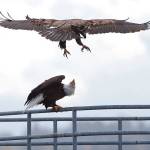 A mature bald eagle coaxes a juvenile to land during a windy November day. (David Waterworth Photo)