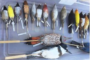 FIELD NOTES: There is much to learn from island’s birds