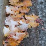 Fallen leaves covered in snow on the side of Vashon Highway (Anneli Fogt/Staff Photo)