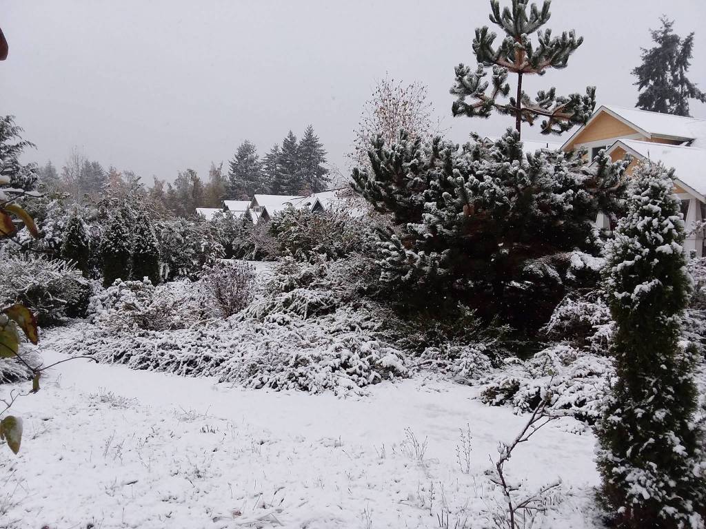 Vashon&rsquo;s Roseballen community blanketed in snow Sunday afternoon. (Jude Spaith Photo)
