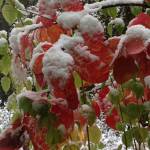 Snow covers colorful fall leaves. (Nancy Smith Wingett Photo)