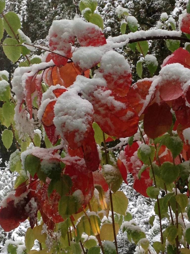 Snow covers colorful fall leaves. (Nancy Smith Wingett Photo)