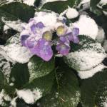 Snow on a hydrangea plant. (Karen Bargelt Photo)