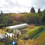 Islanders work on a hoop house at Shoulder to Shoulder Farm, a collective located behind Vashon Cohousing where those from all walks of life grow food for their families. The farm this month concluded its 11th season. (Woody Peterson Photo)