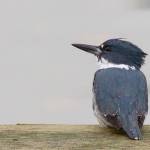 FIELD NOTES: Thank you from the Land Trust for recent Judd Creek property gifts