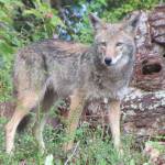 Living with Predators: Nature Center releases livestock management guide