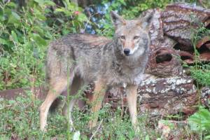 Living with Predators: Nature Center releases livestock management guide