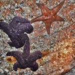 Juvenile sea stars cling to the pilings at the north-end ferry dock, where they used to be found in large numbers. They were spotted on the moonlight low-tide walk on New Years Eve. (Jim Diers Photo)