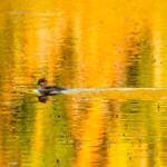 Hooded Merganser, Fisher Pond (Michael Elenko Photo)