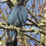 Stellers Jay (Jim Diers Photo)