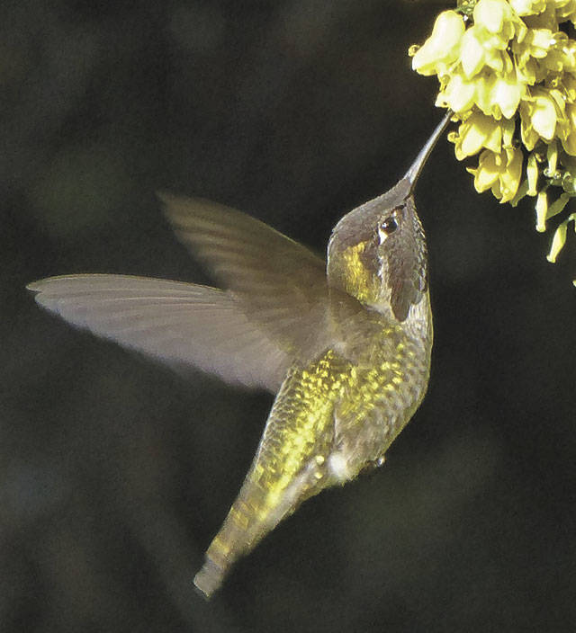 Annas hummingbird (Jim Diers Photo)