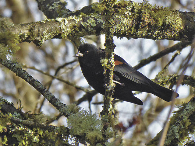 Redwing Blackbird (Jim Diers Photo)