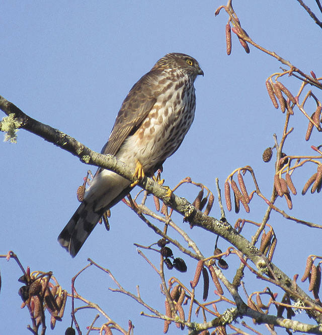 Sharp-shinned hawk (Sherry Bottoms Photo)