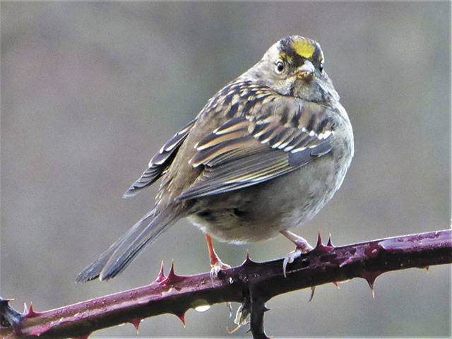 Golden-crowned sparrow (Jim Diers Photo)