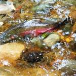 State capital budget funds salmon recovery amid orca population decline