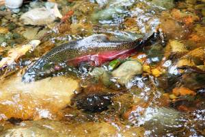 State capital budget funds salmon recovery amid orca population decline