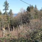 County officials to investigate tree cutting