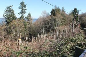 County officials to investigate tree cutting