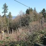 These hillside alders have been topped; county officials will determine if there was wrong-doing involved. (Susan Riemer/Staff Photo)
