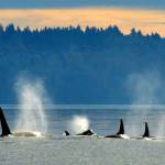 Governor moves to protect endangered orcas