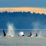 The southern residents can sometimes be spotted off the shores of Vashon. This group, members of J Pod, passed Point Robinson light house on Nov. 7, 2015. They are, from left to right, J27, J49, J37 and J2. (Kelly Keenan Photo)