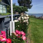 The Olson garden includes a peony border that originated from tubers brought from a family home in Minnesota. (Courtesy Photo)