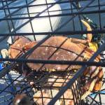 Dungennes crab season won’t open in south sound this summer