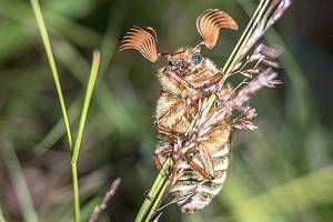 Nature Center BioBlitz event returns to catalogue island wildlife