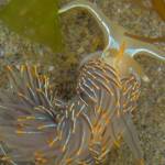 BioBlitz marathon shows island’s diverse ecology