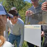 High school biology students use a photarium (portable aquarium) to measure and identify fish found in Ellis Creek as part of a Vashon Nature Center citizen science project. (Susie Fitzhugh Photo)