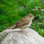 FIELD NOTES: Bird of the season, invasive species