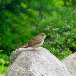 Swainsons thrush (Chris Woods Photo)