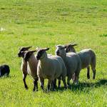 Sheepdog trials expected to draw thousands