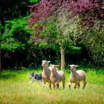 Sheepdog trials and fans undeterred by rain