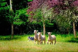 Sheepdog trials and fans undeterred by rain