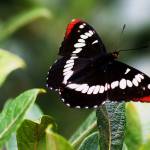 FIELD NOTES: Holly and ivy, butterfly count and more