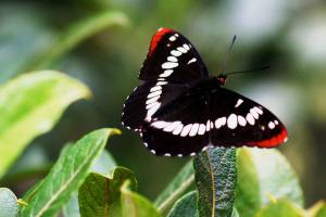 FIELD NOTES: Holly and ivy, butterfly count and more