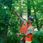 Christopher Van Putten cuts invasive ivy off the trunk of a tree in Burton Acres Park. (Chris Woods Photo)